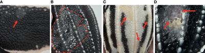 Fusarium spp. an emerging fungal threat to leatherback (Dermochelys coriacea) eggs and neonates